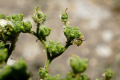 Haplophyllum villosum