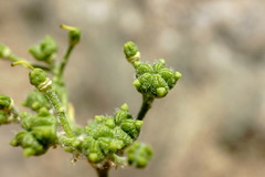 Haplophyllum villosum