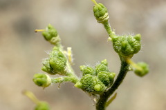 Haplophyllum villosum