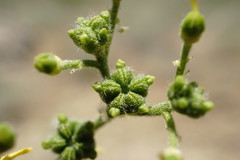 Haplophyllum villosum