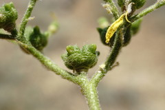 Haplophyllum villosum