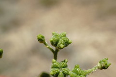 Haplophyllum villosum