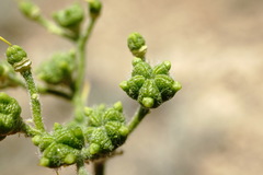 Haplophyllum villosum