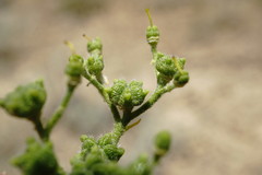 Haplophyllum villosum