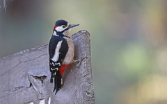 Dendrocopos major canariensis