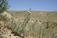Reaumuria alternifolia alternifolia