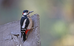 Dendrocopos major canariensis