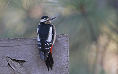 Dendrocopos major canariensis