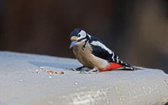 Dendrocopos major canariensis