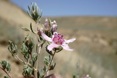 Reaumuria alternifolia alternifolia