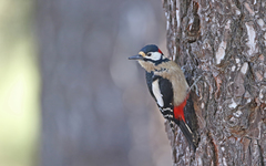 Dendrocopos major canariensis