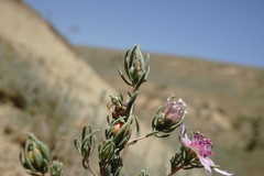 Reaumuria alternifolia alternifolia