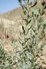 Reaumuria alternifolia alternifolia