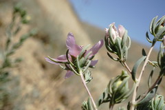 Reaumuria alternifolia alternifolia