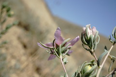 Reaumuria alternifolia alternifolia