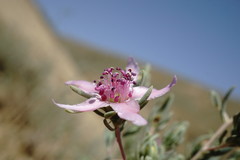 Reaumuria alternifolia alternifolia