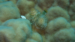 Spirobranchus corniculatus