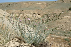 Reaumuria alternifolia alternifolia