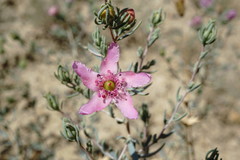 Reaumuria alternifolia alternifolia