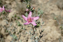 Reaumuria alternifolia alternifolia
