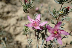 Reaumuria alternifolia alternifolia
