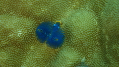 Spirobranchus corniculatus