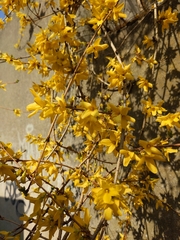 Forsythia