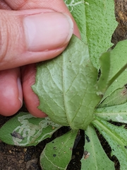 Hypochaeris glabra