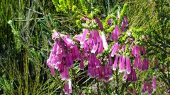 Erica diaphana