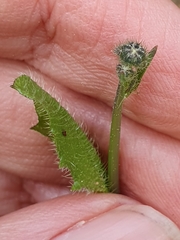 Hypochaeris glabra