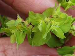 Euphorbia peplus