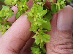 Euphorbia peplus