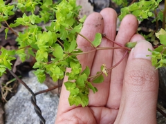 Euphorbia peplus