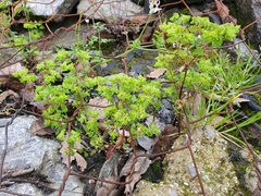 Euphorbia peplus