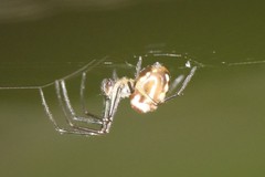 Leucauge argentina