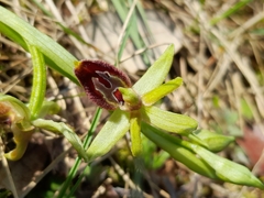 Ophrys sphegodes