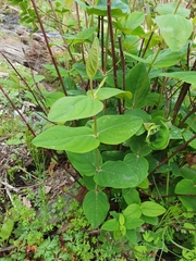 Hypericum androsaemum