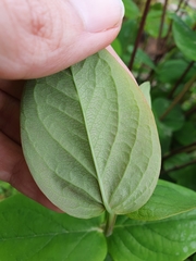 Hypericum androsaemum