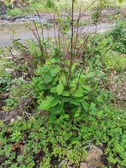 Hypericum androsaemum