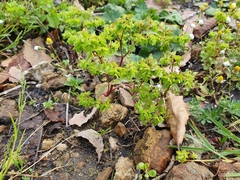 Euphorbia peplus