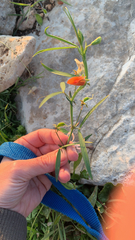 Lathyrus hierosolymitanus