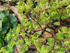 Euphorbia peplus
