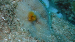 Spirobranchus corniculatus