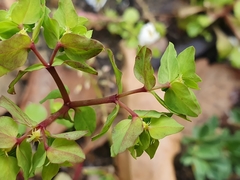 Euphorbia peplus