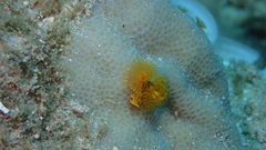 Spirobranchus corniculatus