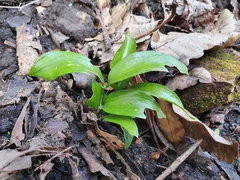 Ruscus hypophyllum