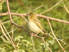 Ploceus melanocephalus