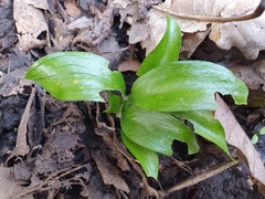 Ruscus hypophyllum