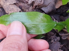 Ruscus hypophyllum