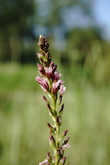Lysimachia dubia